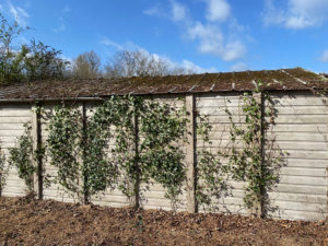 asbestos removal