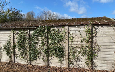 Asbestos removal from garages and sheds: What are the do’s and don’ts?