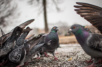 Pigeon Waste Removal 1