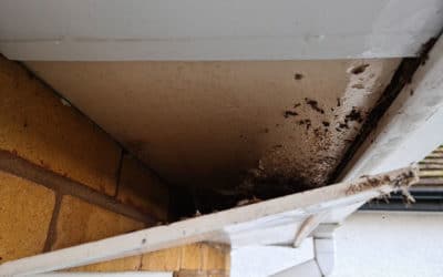 What are the risks to loss adjusters and insurers with asbestos?