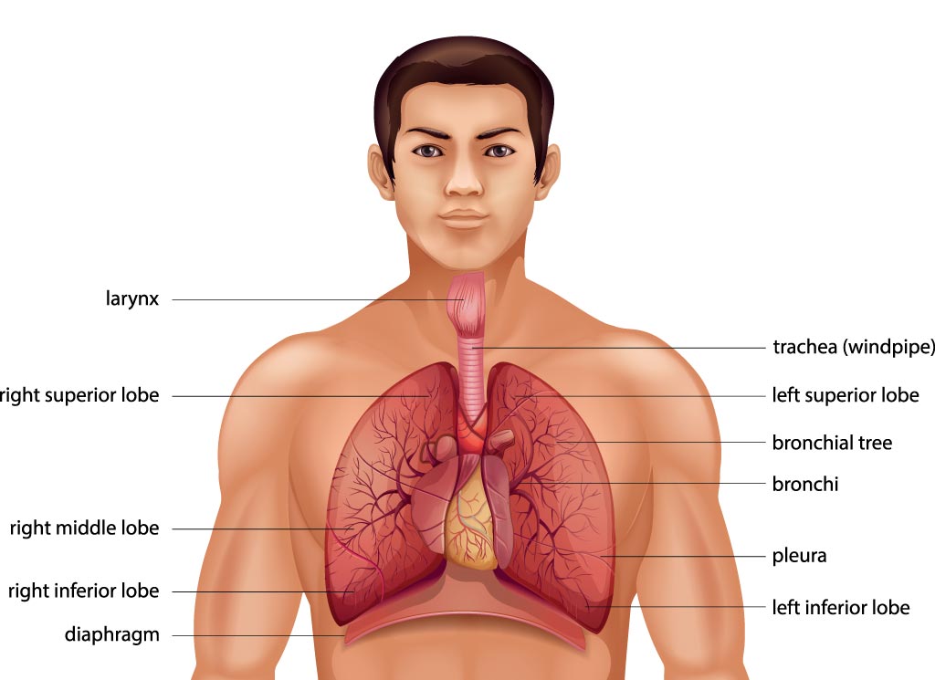 mesothelioma phlegm